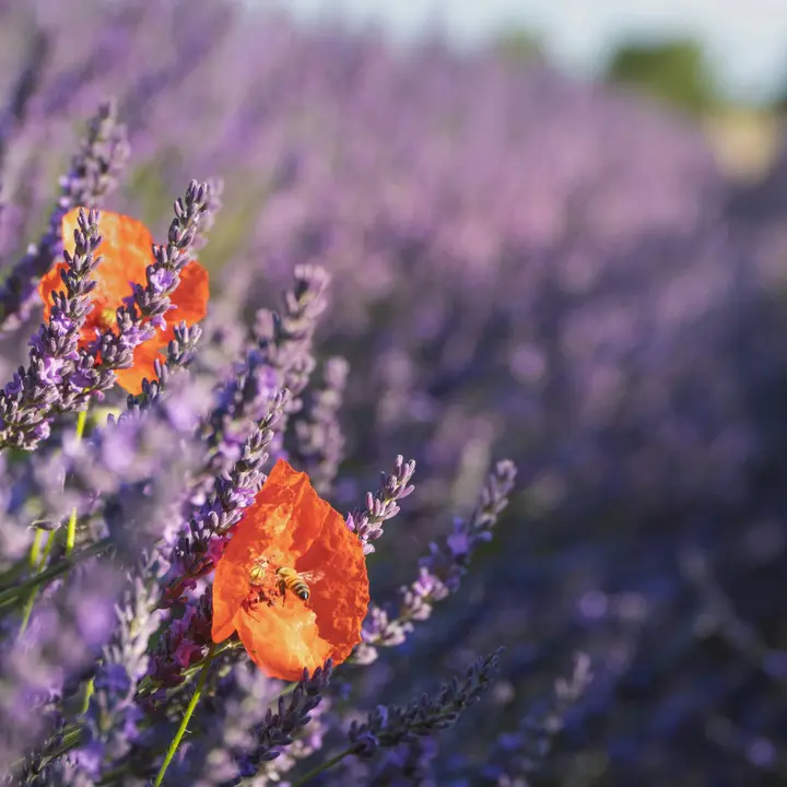 Lavender fields