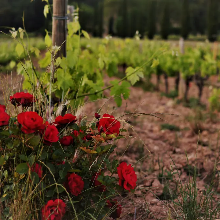 Vineyard